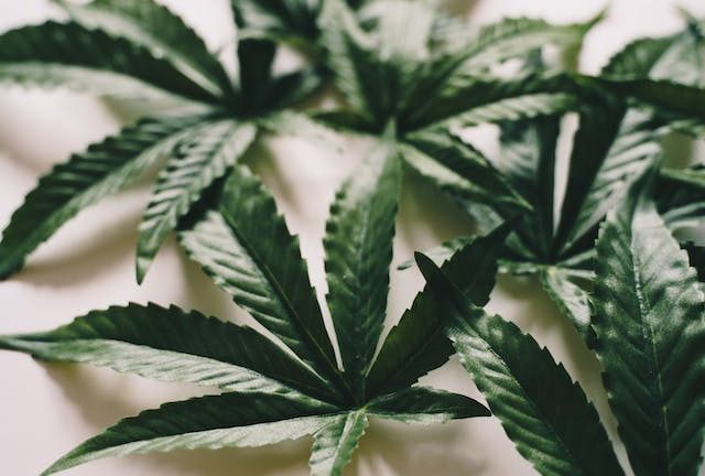 Cannabis et Cultures Autochtones : Une Perspective Mondiale