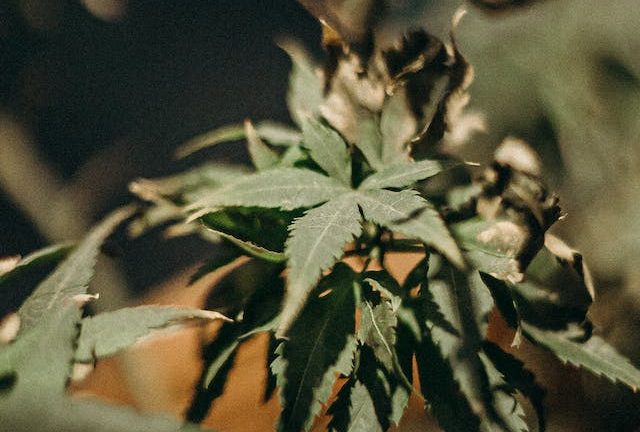 Légalisation du Cannabis: Une Perspective Mondiale